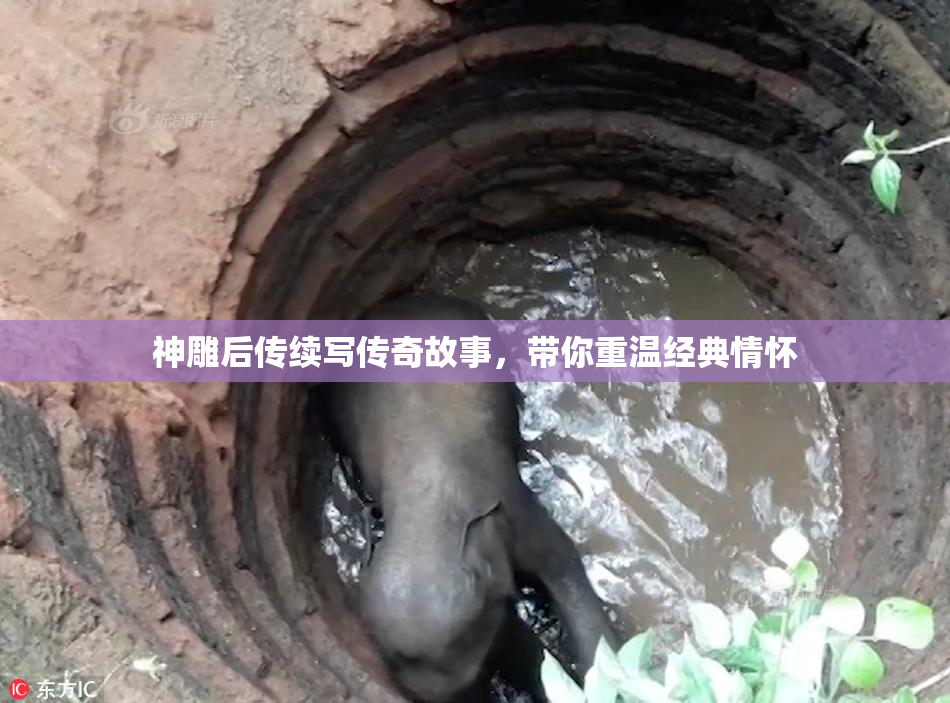 神雕后传续写传奇故事，带你重温经典情怀
