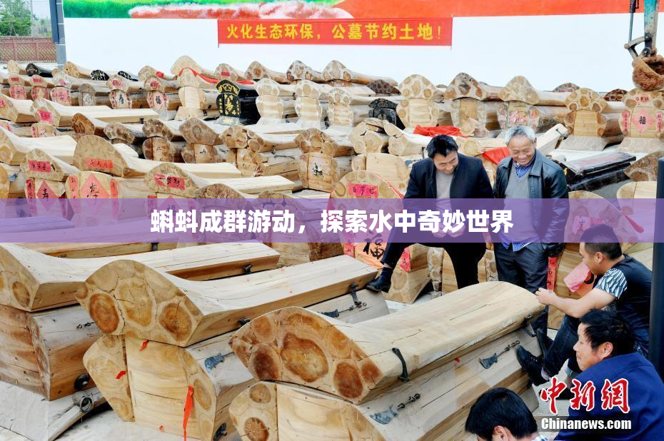 蝌蚪成群游动，探索水中奇妙世界