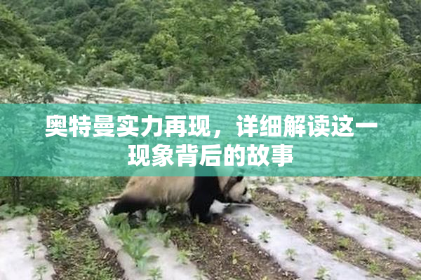 奥特曼实力再现，详细解读这一现象背后的故事