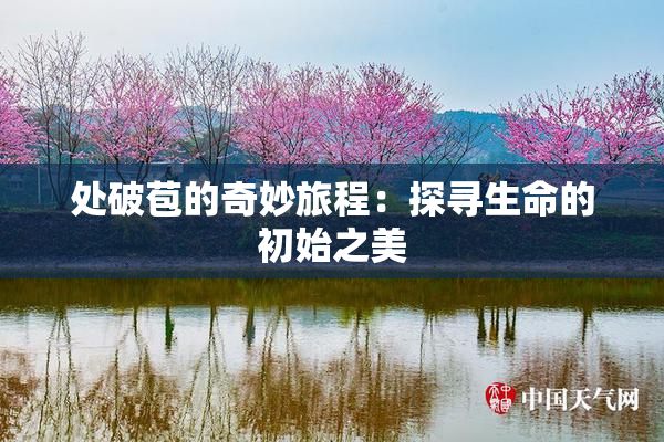 处破苞的奇妙旅程：探寻生命的初始之美
