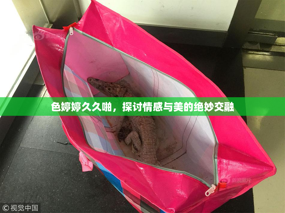 色婷婷久久啪，探讨情感与美的绝妙交融