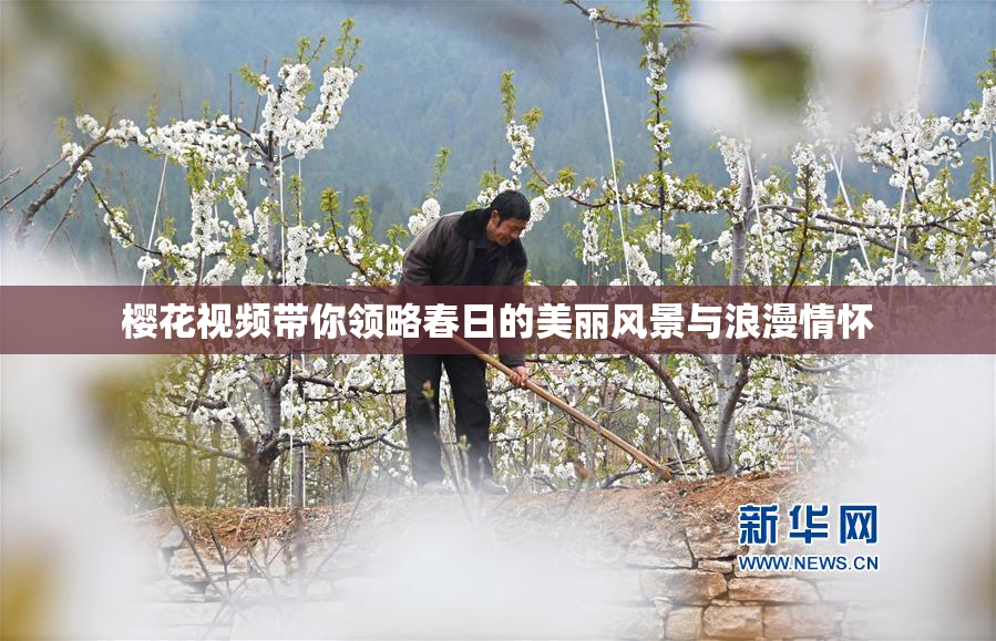 樱花视频带你领略春日的美丽风景与浪漫情怀