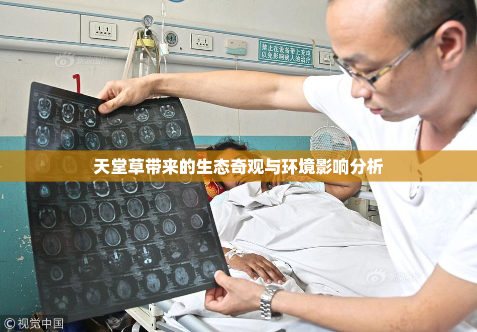 天堂草带来的生态奇观与环境影响分析