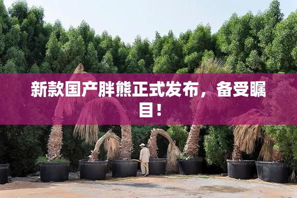 新款国产胖熊正式发布，备受瞩目！