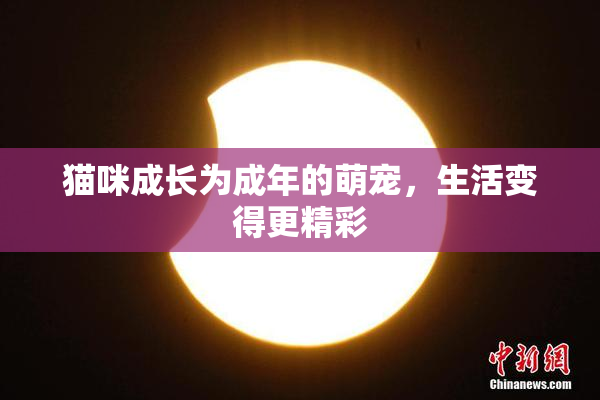 猫咪成长为成年的萌宠，生活变得更精彩