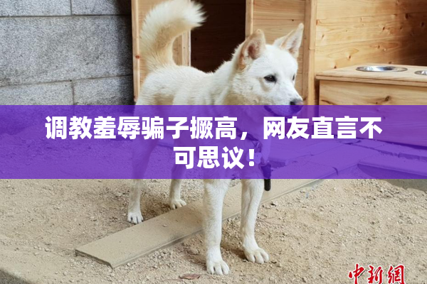 调教羞辱骗子撅高，网友直言不可思议！