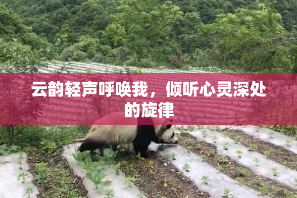 云韵轻声呼唤我，倾听心灵深处的旋律