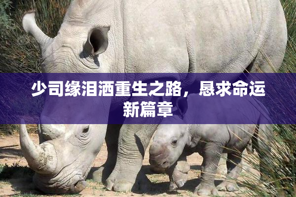 少司缘泪洒重生之路，恳求命运新篇章