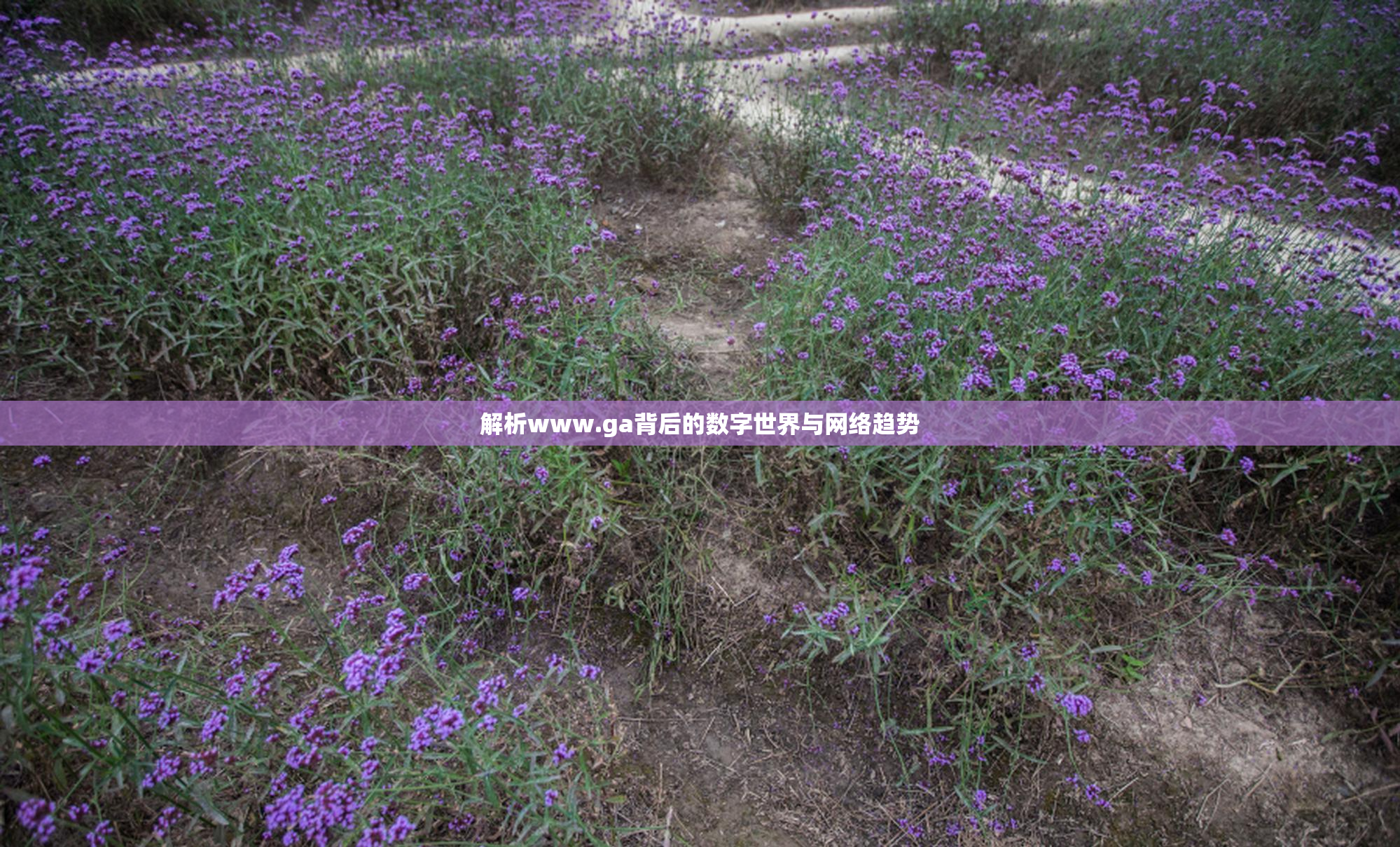 解析www.ga背后的数字世界与网络趋势