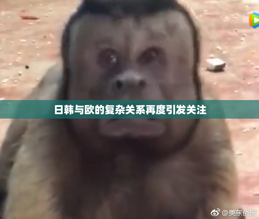 日韩与欧的复杂关系再度引发关注