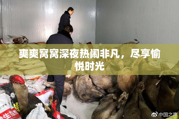 爽爽窝窝深夜热闹非凡，尽享愉悦时光