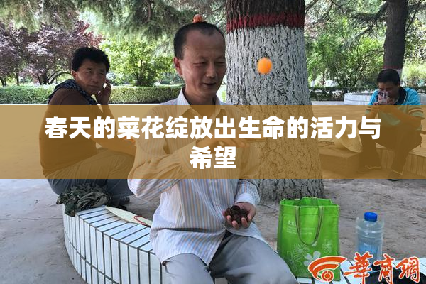 春天的菜花绽放出生命的活力与希望