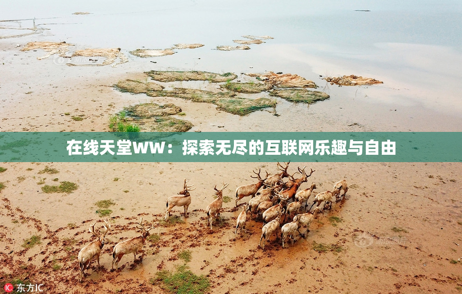 在线天堂WW：探索无尽的互联网乐趣与自由