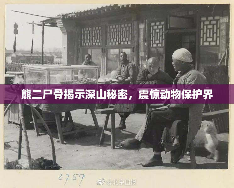 熊二尸骨揭示深山秘密，震惊动物保护界