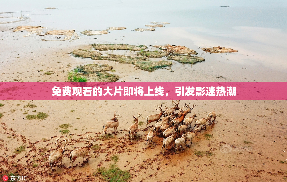 免费观看的大片即将上线，引发影迷热潮
