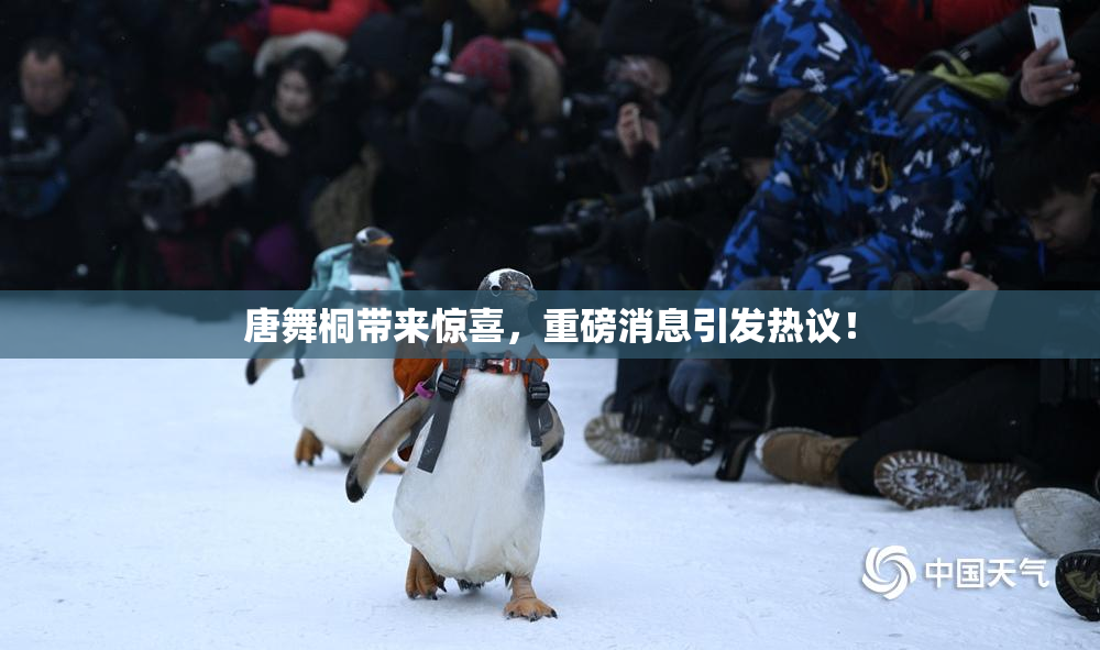 唐舞桐带来惊喜，重磅消息引发热议！