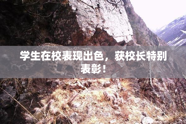 学生在校表现出色，获校长特别表彰！