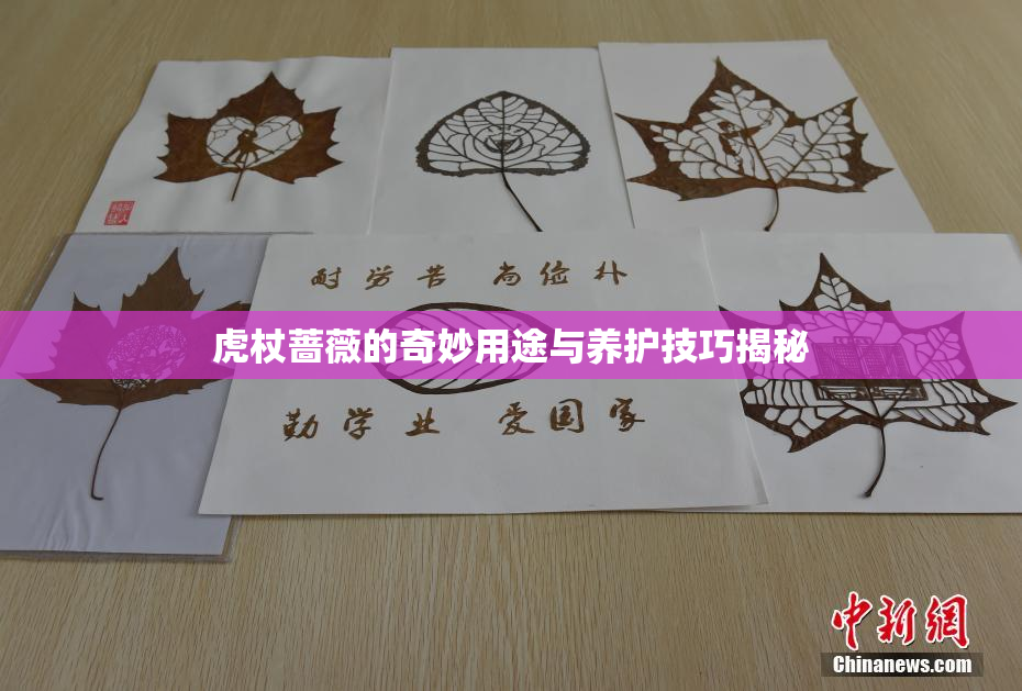 虎杖蔷薇的奇妙用途与养护技巧揭秘
