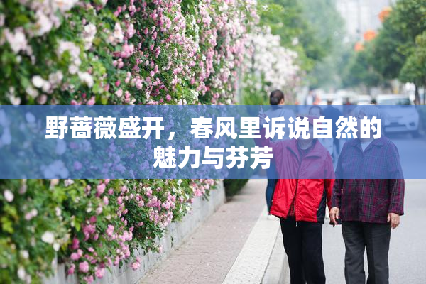 野蔷薇盛开，春风里诉说自然的魅力与芬芳
