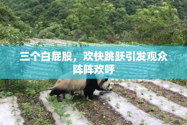 三个白屁股，欢快跳跃引发观众阵阵欢呼