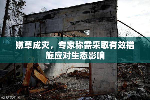 嫩草成灾，专家称需采取有效措施应对生态影响