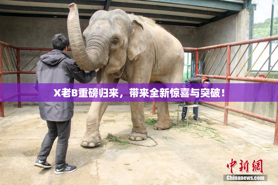 X老B重磅归来，带来全新惊喜与突破！