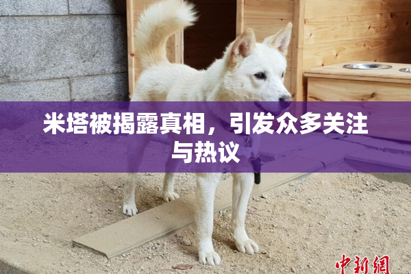 米塔被揭露真相，引发众多关注与热议