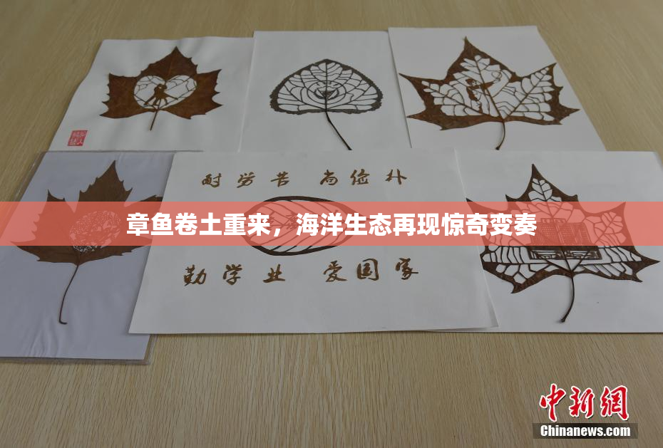 章鱼卷土重来，海洋生态再现惊奇变奏