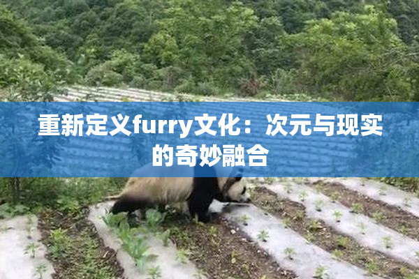 重新定义furry文化：次元与现实的奇妙融合