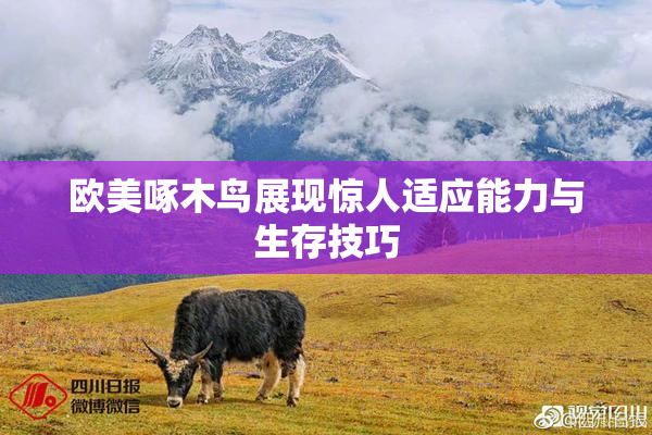 欧美啄木鸟展现惊人适应能力与生存技巧