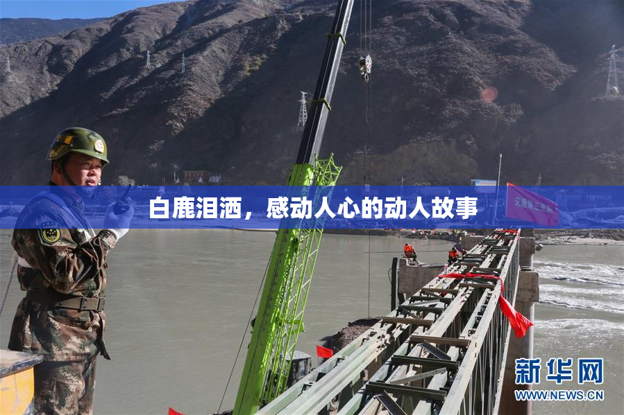 白鹿泪洒，感动人心的动人故事