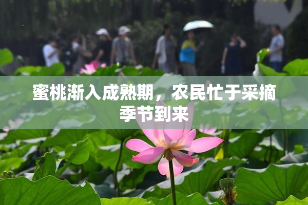 蜜桃渐入成熟期，农民忙于采摘季节到来