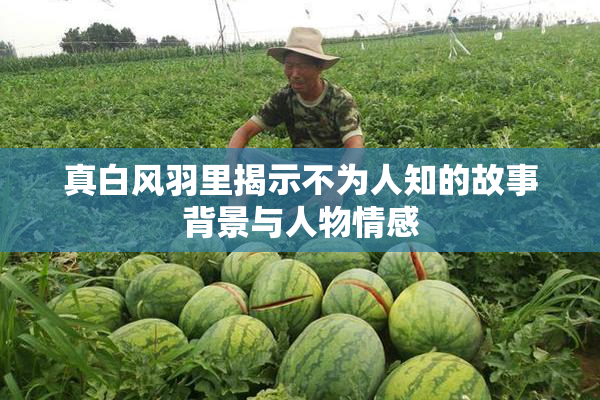 真白风羽里揭示不为人知的故事背景与人物情感