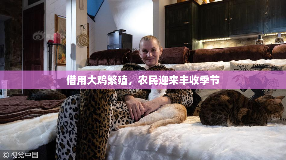 借用大鸡繁殖，农民迎来丰收季节