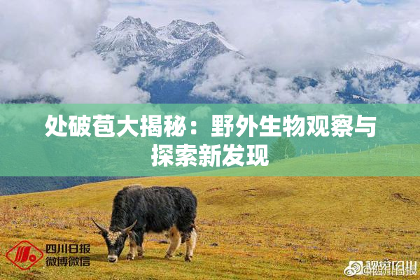 处破苞大揭秘：野外生物观察与探索新发现