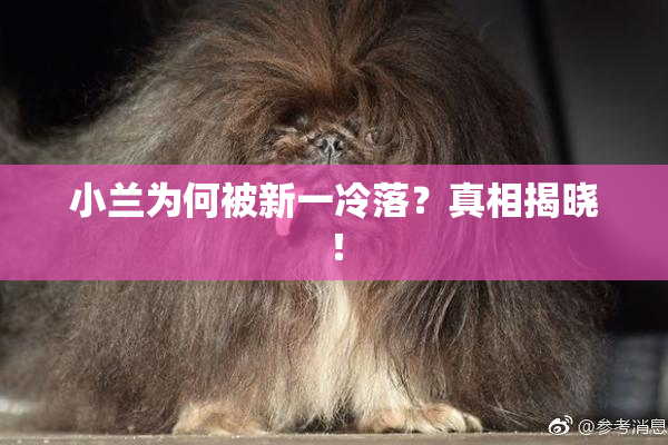 小兰为何被新一冷落？真相揭晓！