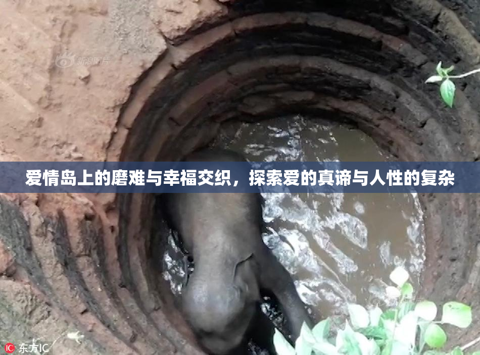 爱情岛上的磨难与幸福交织，探索爱的真谛与人性的复杂
