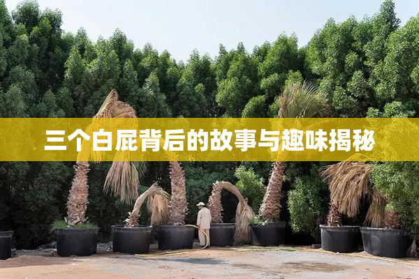 三个白屁背后的故事与趣味揭秘