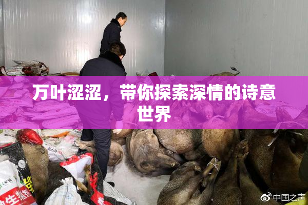万叶涩涩，带你探索深情的诗意世界