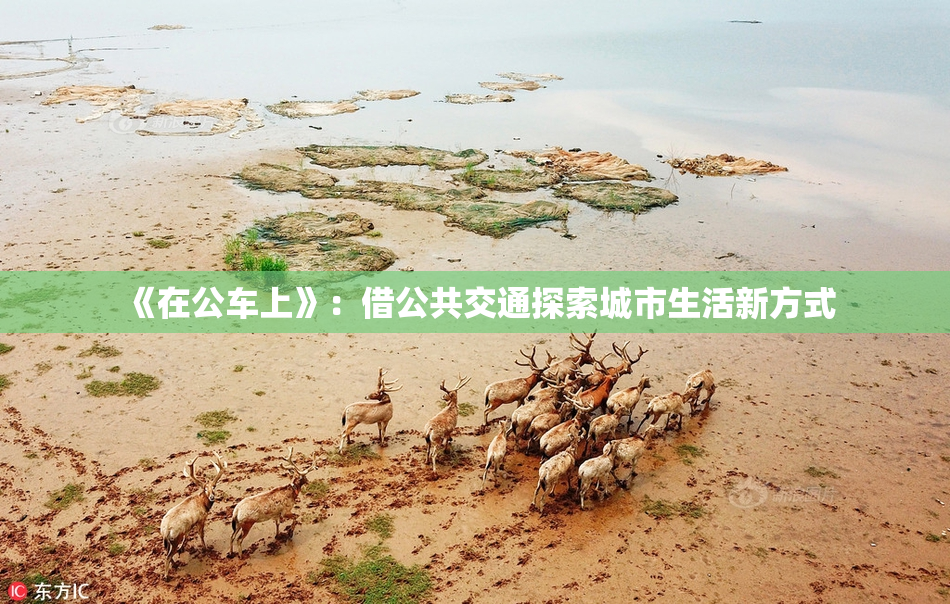 《在公车上》：借公共交通探索城市生活新方式