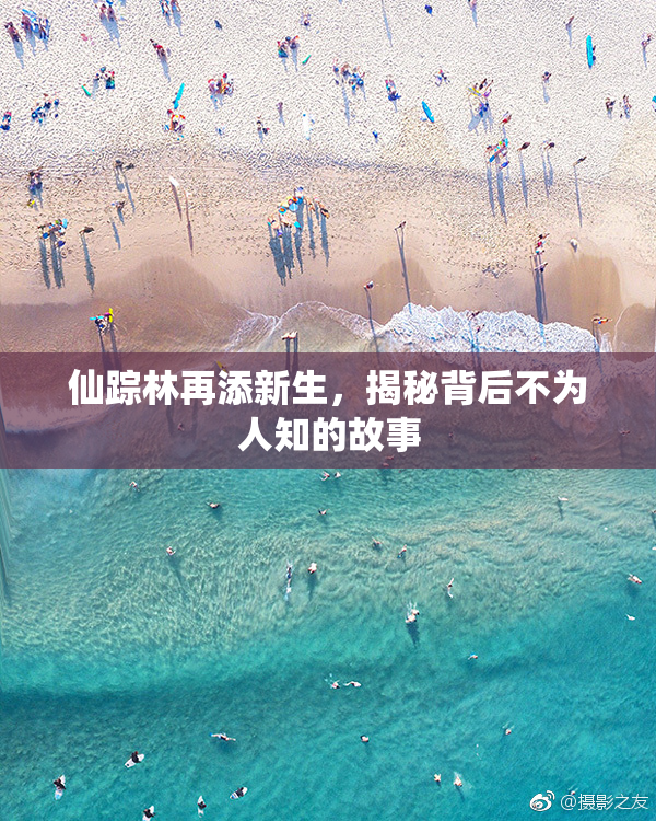仙踪林再添新生，揭秘背后不为人知的故事