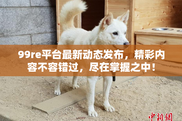 99re平台最新动态发布，精彩内容不容错过，尽在掌握之中！