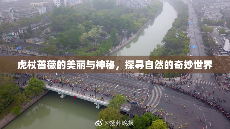 虎杖蔷薇的美丽与神秘，探寻自然的奇妙世界
