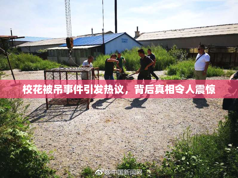校花被吊事件引发热议，背后真相令人震惊