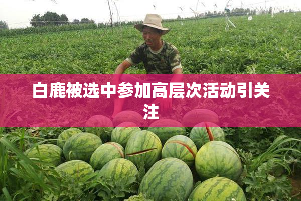 白鹿被选中参加高层次活动引关注