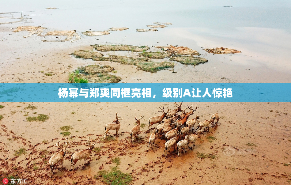 杨幂与郑爽同框亮相，级别A让人惊艳