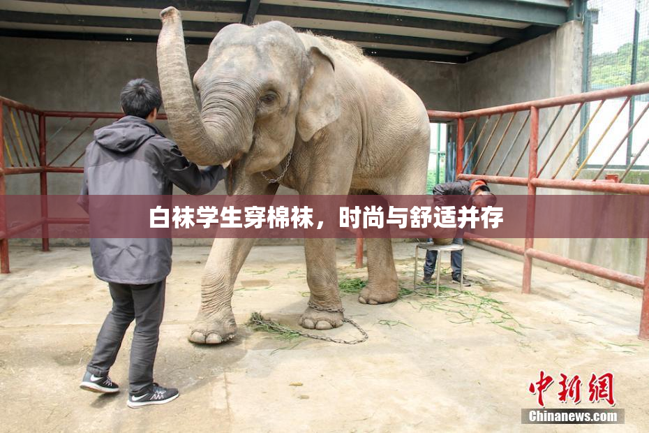 白袜学生穿棉袜，时尚与舒适并存