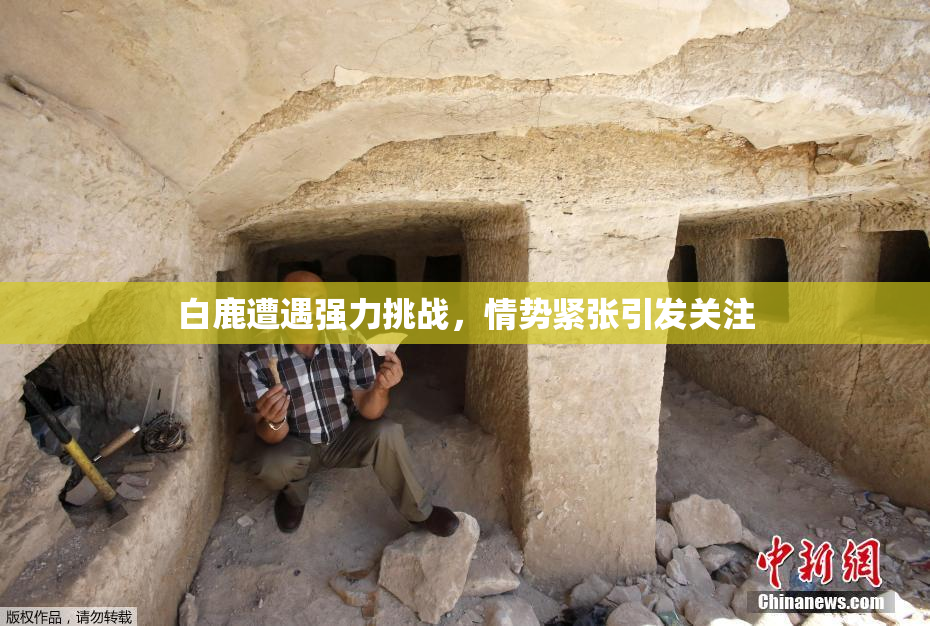 白鹿遭遇强力挑战，情势紧张引发关注