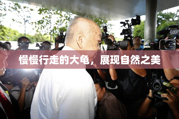 慢慢行走的大龟，展现自然之美