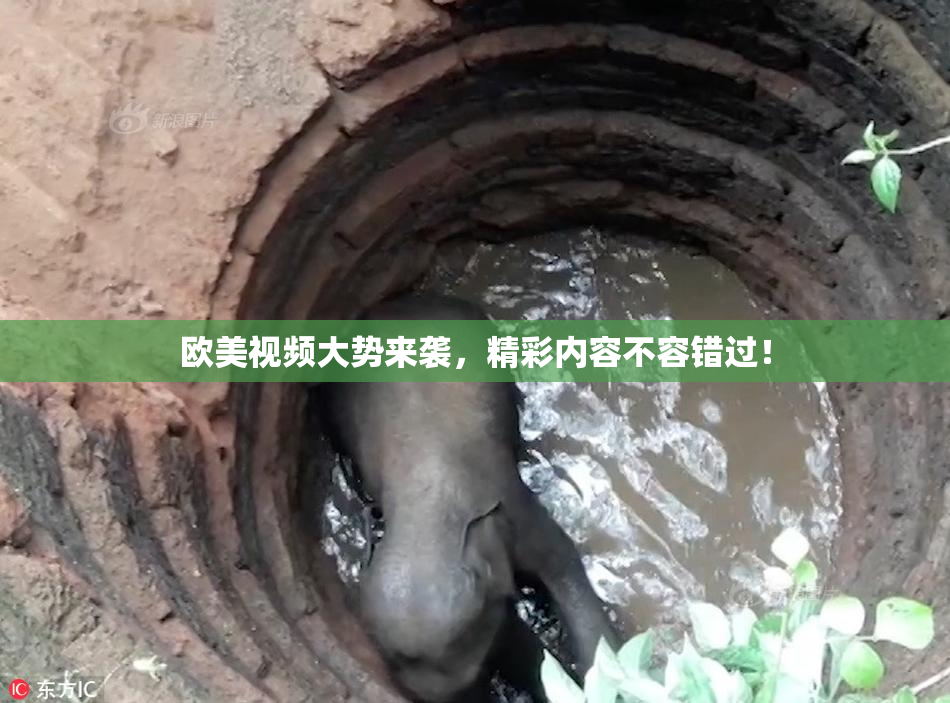 欧美视频大势来袭，精彩内容不容错过！